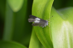 Corrachia leucoplaga