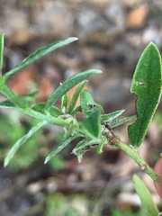 Pimelea strigosa