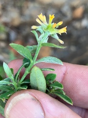 Pimelea strigosa