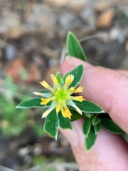 Pimelea strigosa