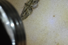 Eupithecia oxycedrata