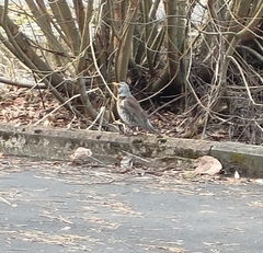 Turdus pilaris