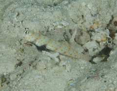 Amblyeleotris guttata