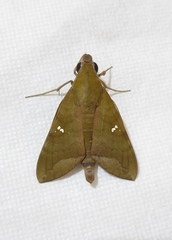 Nephele hespera