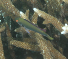 Cirrhilabrus punctatus