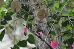 Passiflora membranacea