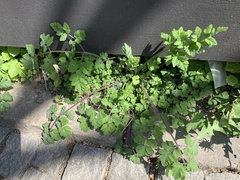 Chaerophyllum temulum