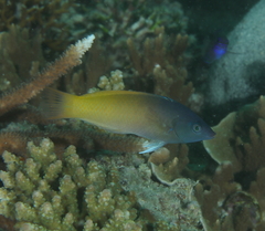 Halichoeres prosopeion