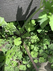 Chaerophyllum temulum