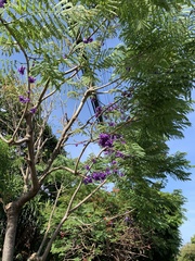 Jacarandeae