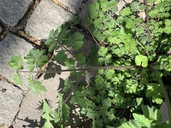 Chaerophyllum temulum