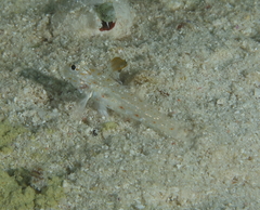 Fusigobius melacron
