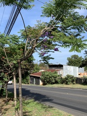 Jacarandeae