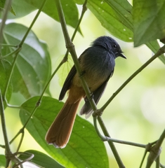 Rhipidura cyaniceps