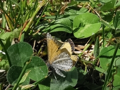 Isturgia limbaria