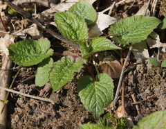 Campanula latifolia