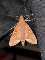 Nephele hespera