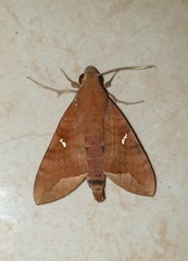 Nephele hespera