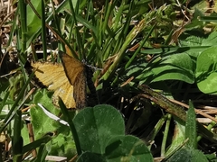 Isturgia limbaria