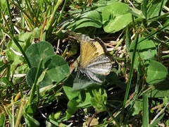 Isturgia limbaria