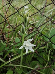 Ornithogalum nutans