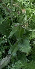 Sonchus asper