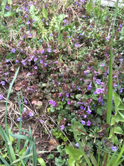 Glechoma hederacea