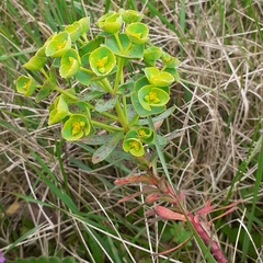 Euphorbia seguieriana