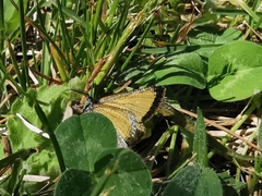 Isturgia limbaria