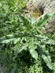 Cirsium arvense