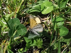 Isturgia limbaria