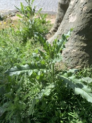 Cirsium arvense