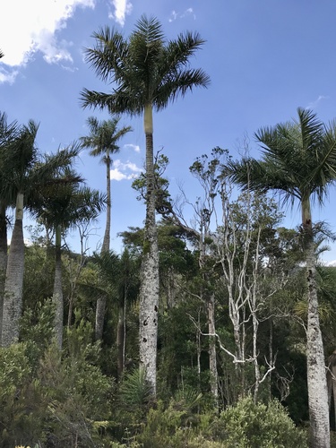 Manambe palm