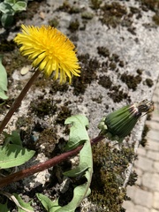 Taraxacum