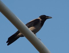 Corvus cornix