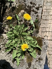 Taraxacum