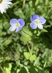 Veronica persica