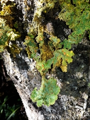 Yarrumia colensoi