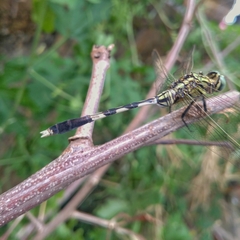 Orthetrum sabina