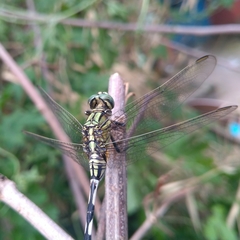 Orthetrum sabina