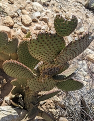 Opuntia rufida