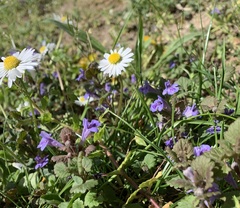 Glechoma hederacea