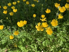 Ranunculus repens