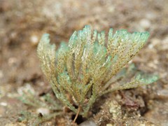 Virididentula dentata