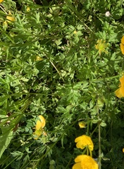 Ranunculus repens
