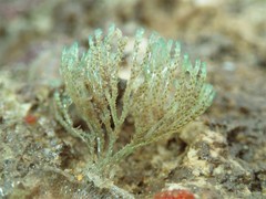 Virididentula dentata