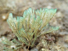 Virididentula dentata