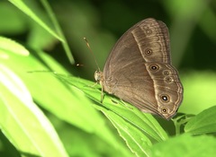 Mycalesis tagala
