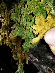 Yarrumia colensoi