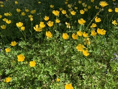 Ranunculus repens